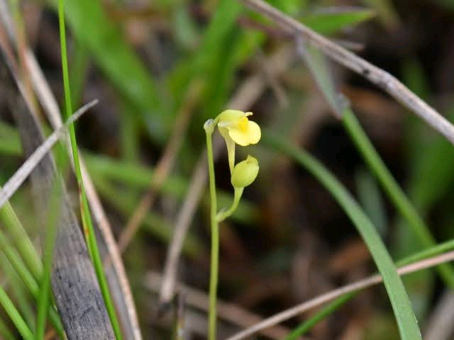 Utricularia andongensis Image
