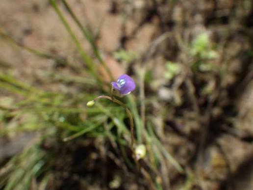 Utricularia foveolata Image