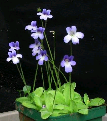 Utricularia micropetala Image