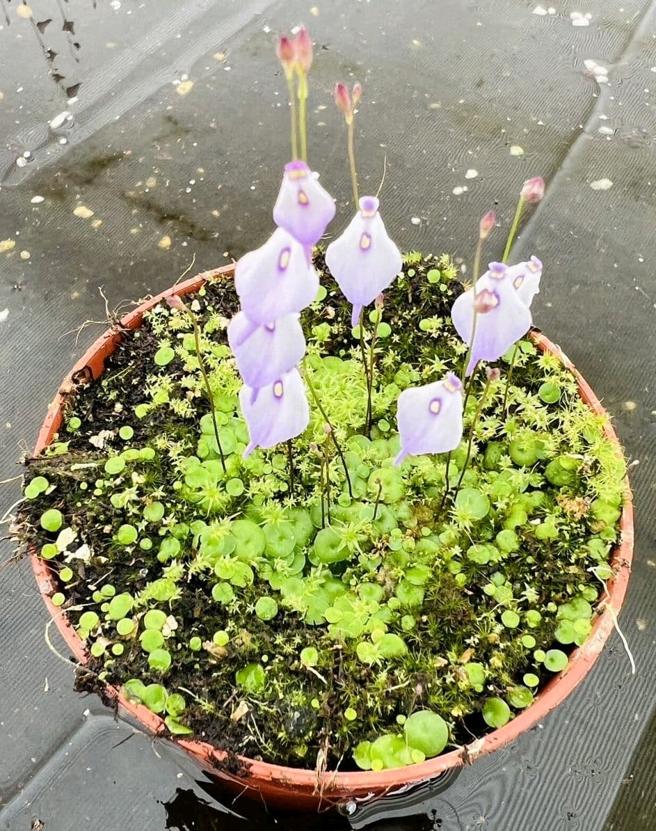 Utricularia pubescens Image