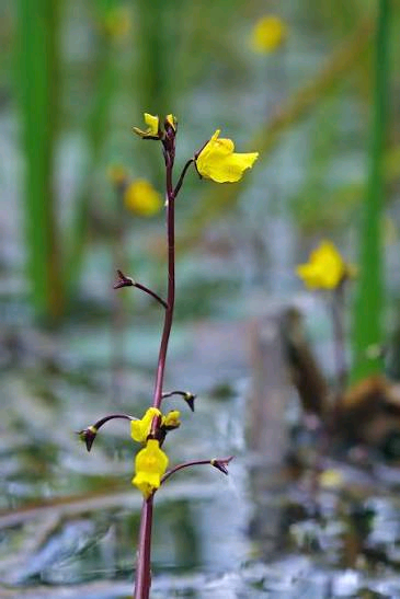 Utricularia stanfieldii Image