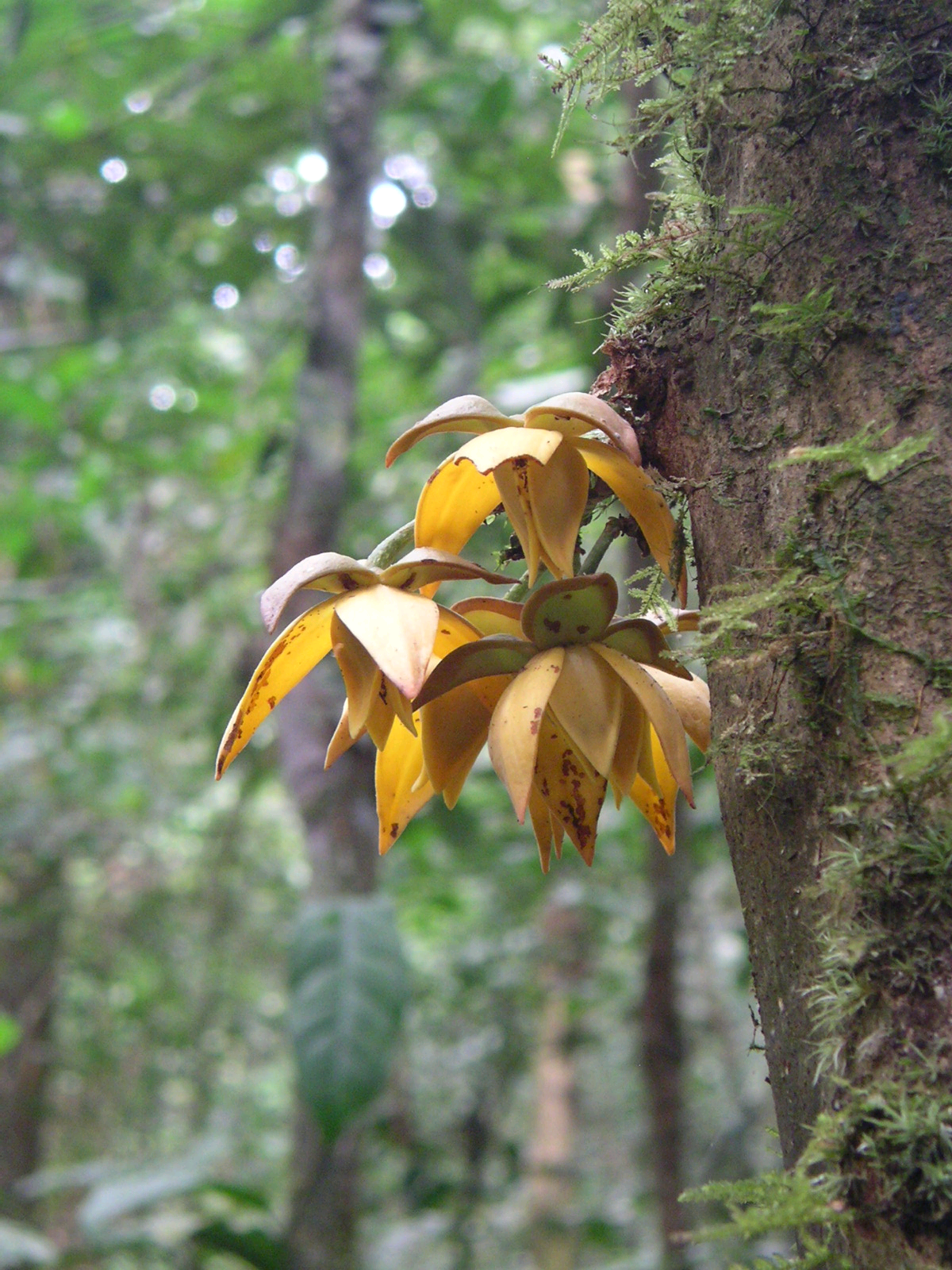 Uvariastrum zenkeri Image