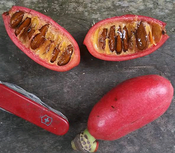 Uvariodendron connivens Image