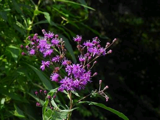Vernonia schweinfurthii Image