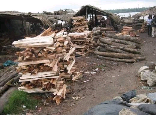 Firewood in Nigeria Image