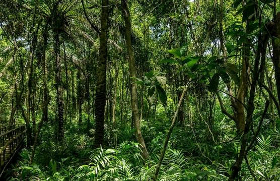 Reforestation in Nigeria Image