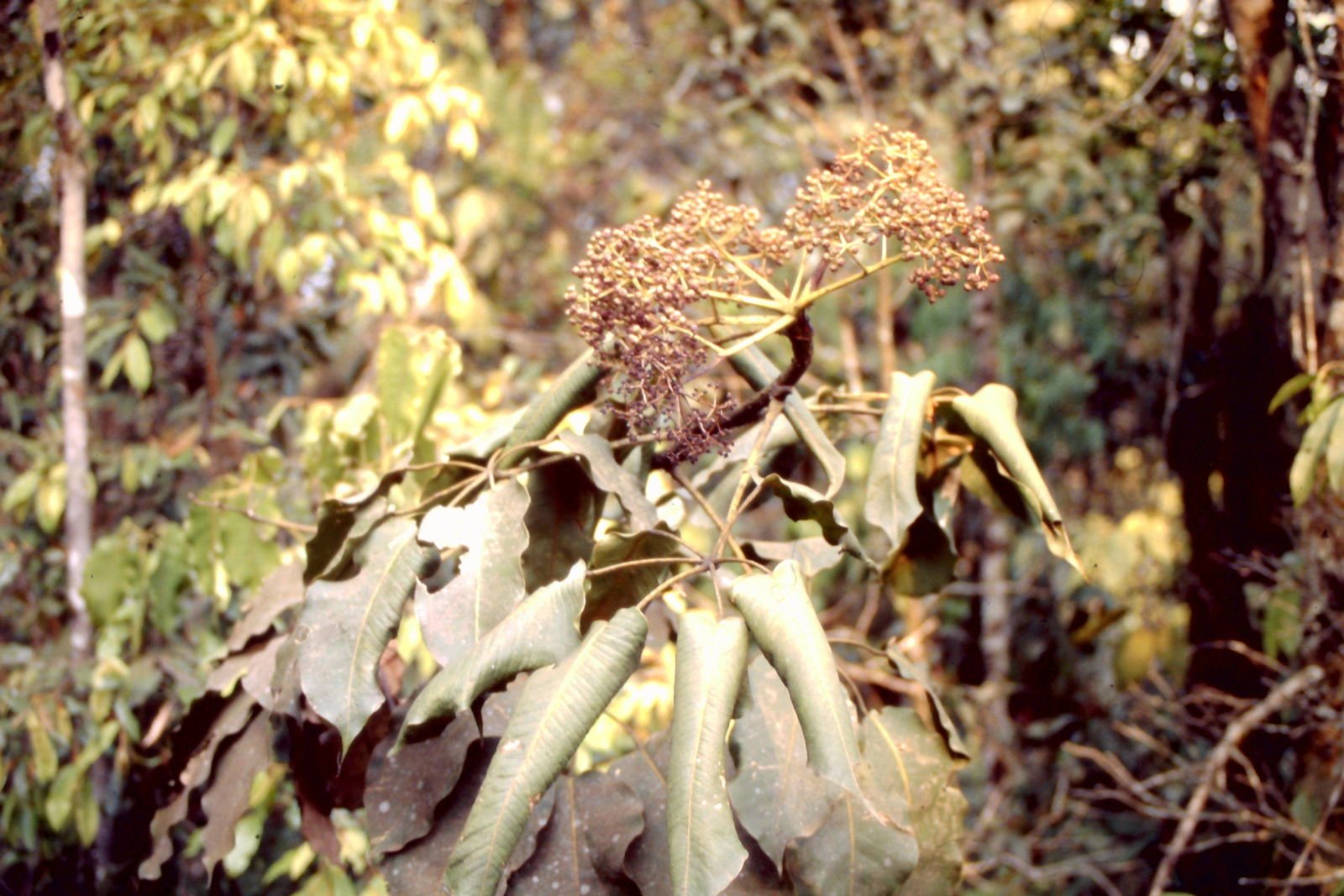 Astropanax mannii Image