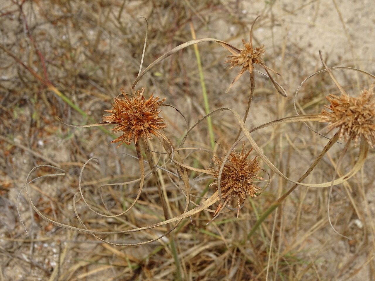 Cyperus crassipes Image