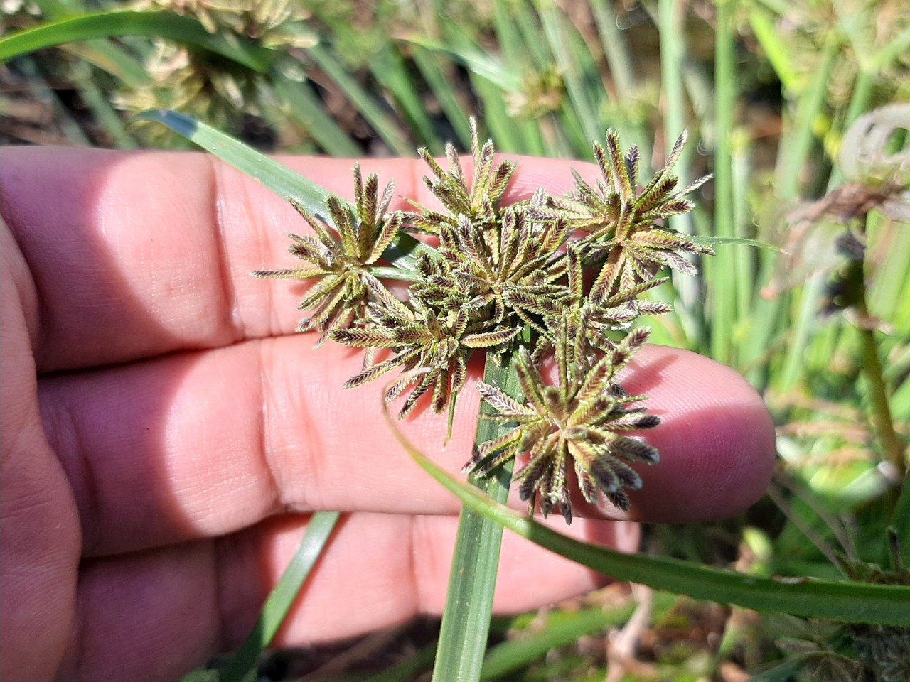 Cyperus hamulosus Image