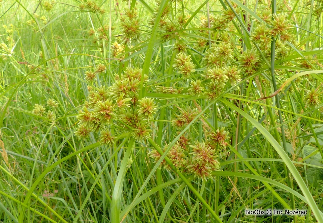 Cyperus locuples Image