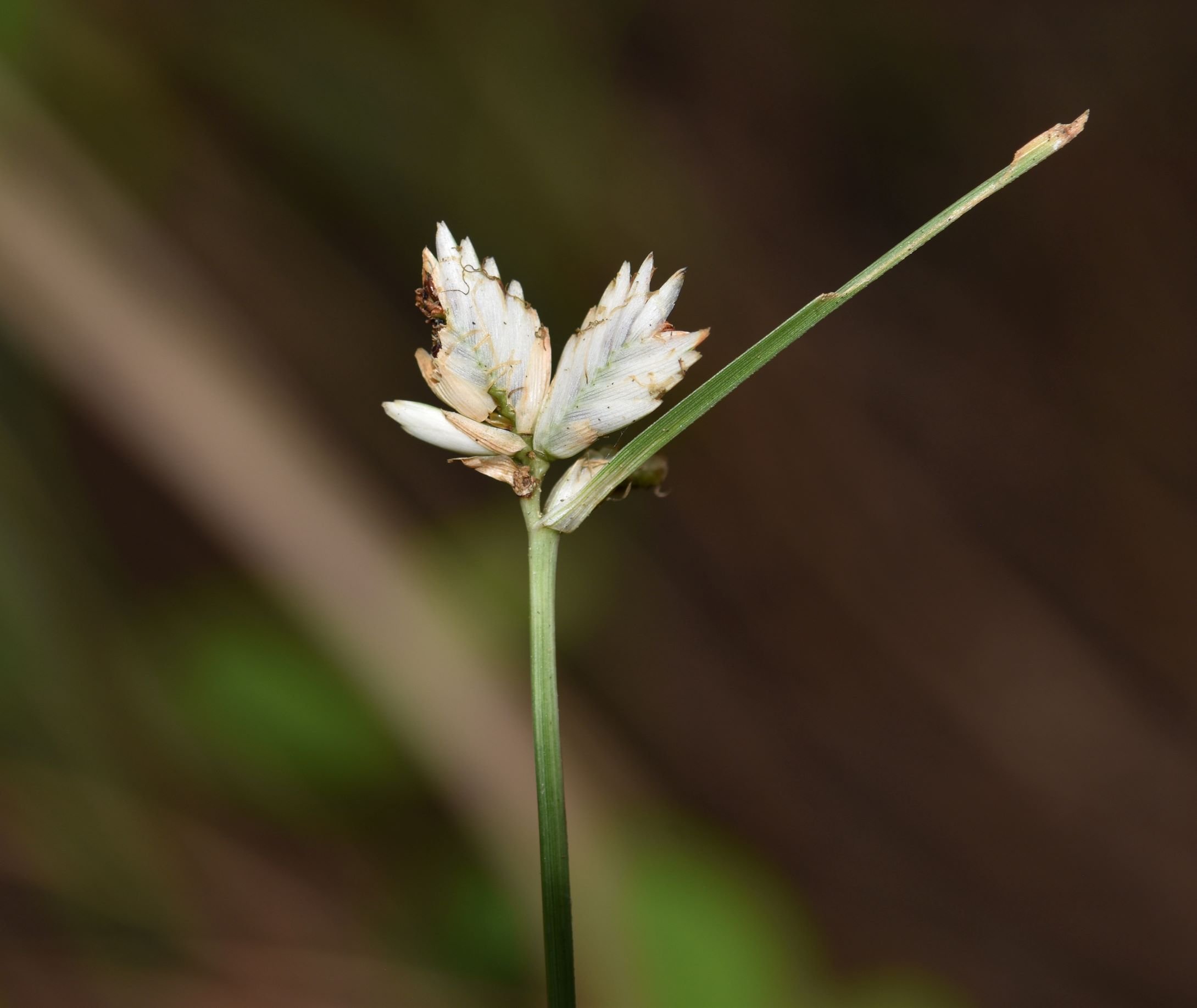 Cyperus niveus Image