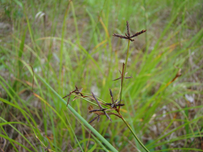 Cyperus tenax Image