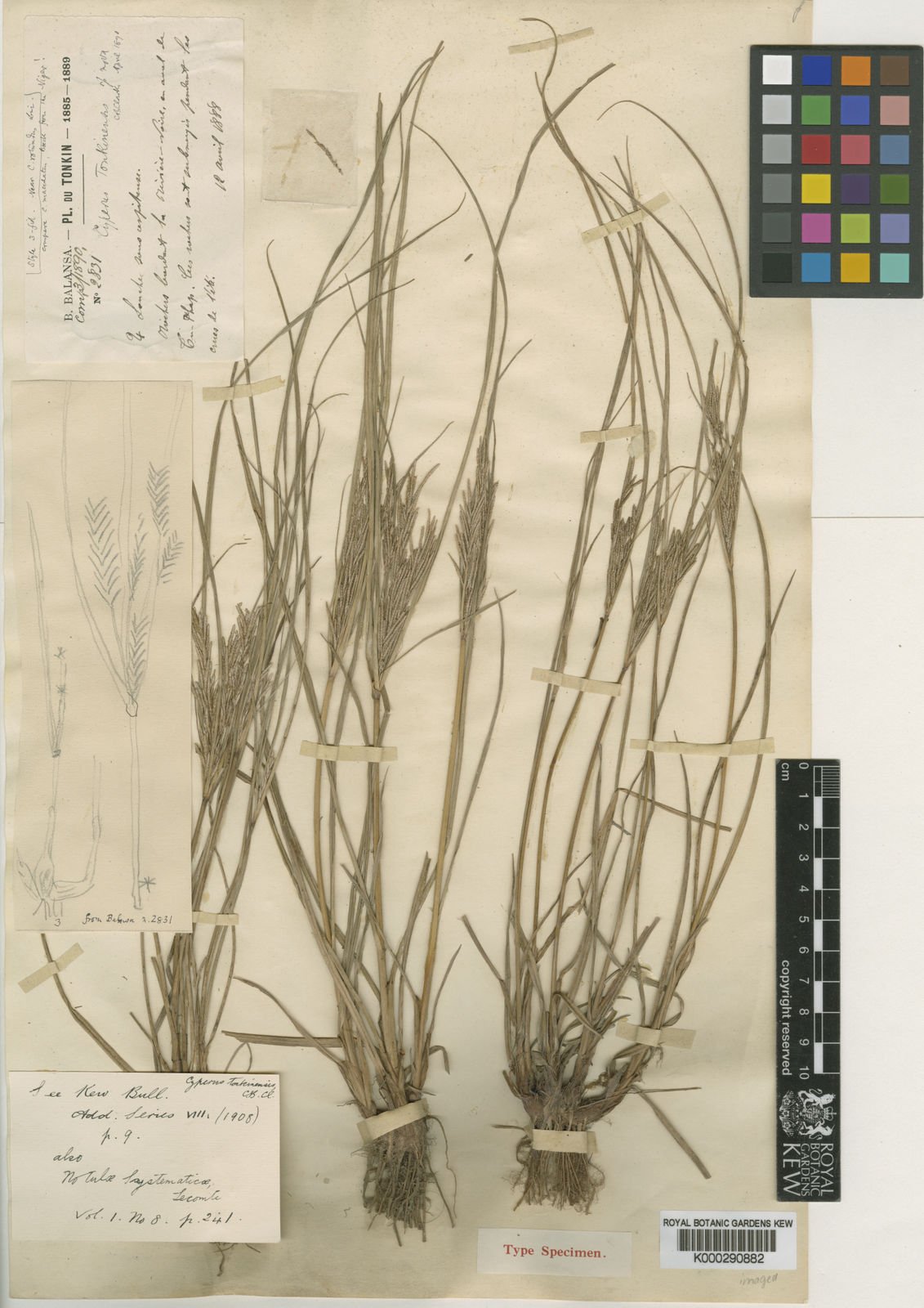 Cyperus tonkinensis Image
