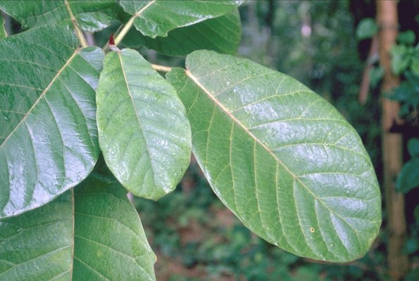 Ficus vogeliana Image