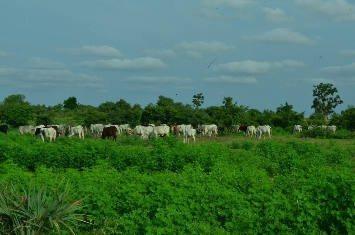 Gujba Forest Reserve Image