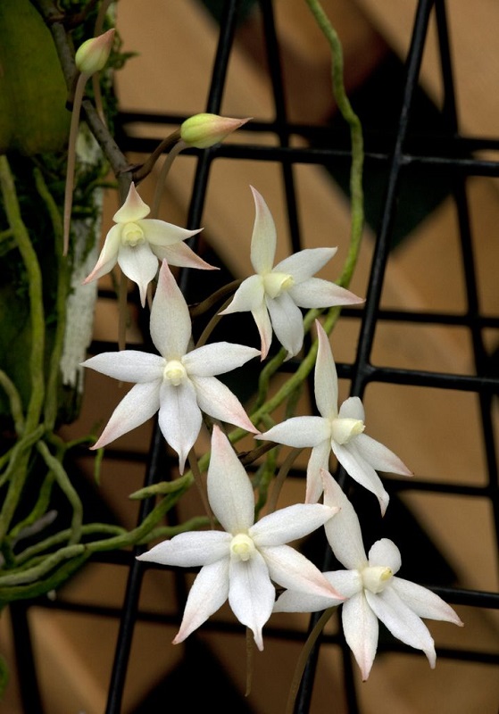 Aerangis biloba Image