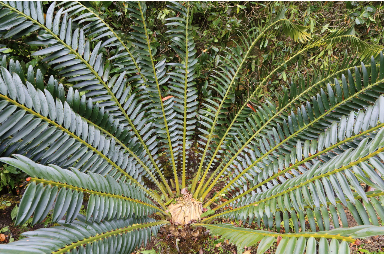 Encephalartos barteri Image
