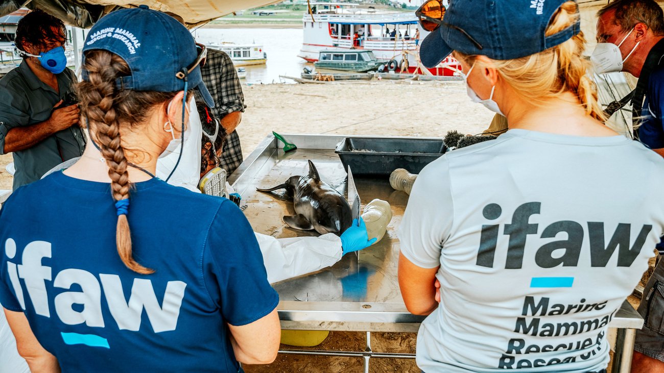 Ifaw Image