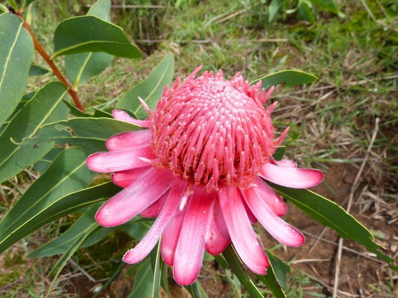 Protea madiensis Image
