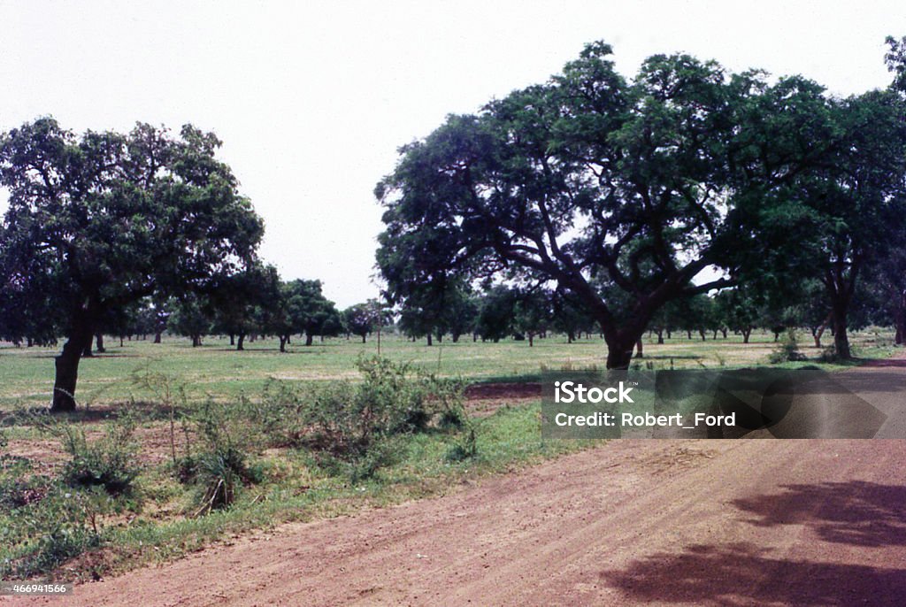 Sudanian savanna Image