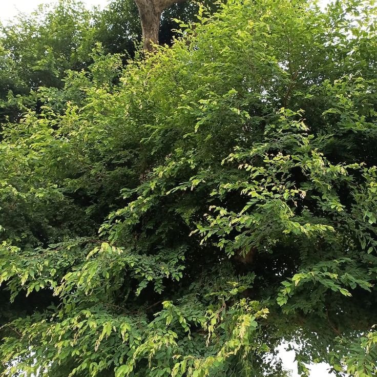 Terminalia leiocarpa Image