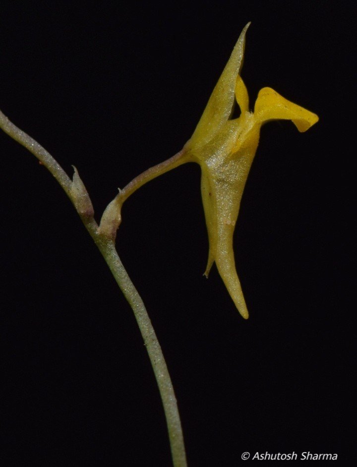 Utricularia scandens Image