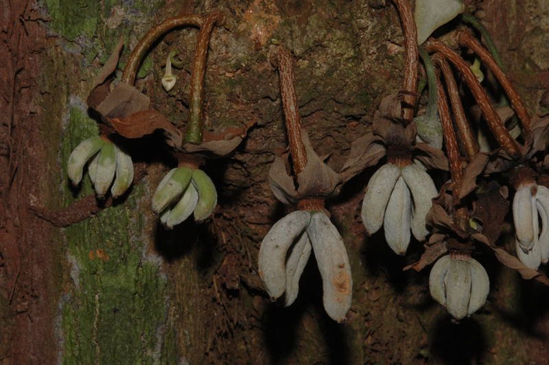 Uvariastrum pierreanum Image